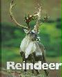 Reindeer 1567664911